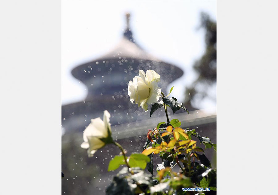 Chinese roses in full blossom in Beijing