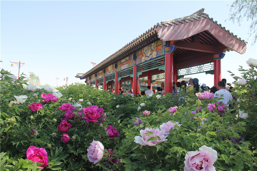Peony festival opens in Ordos