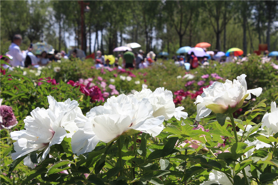 Peony festival opens in Ordos