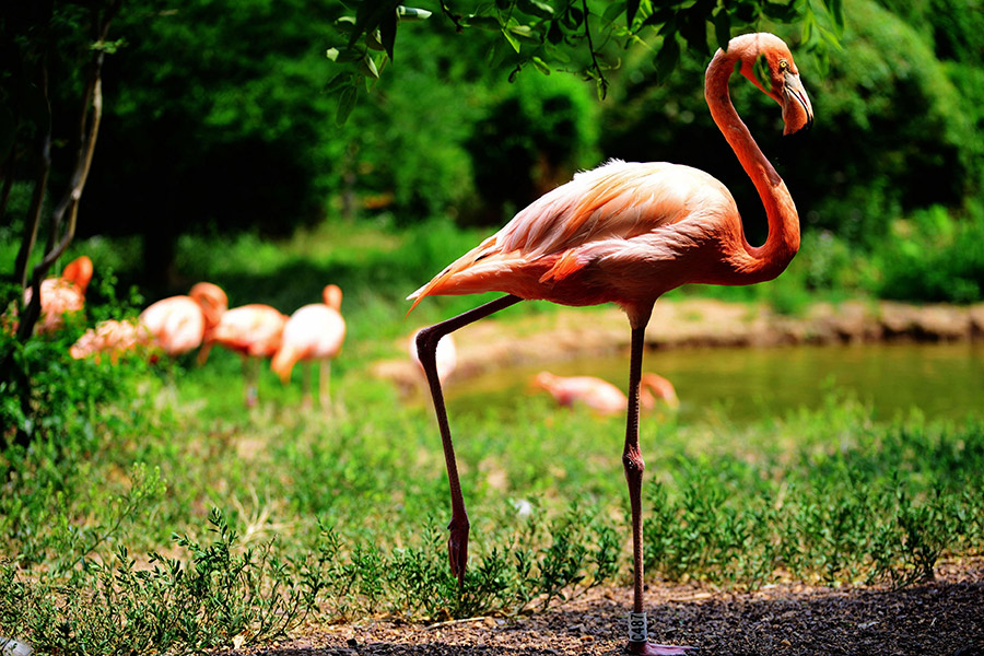 Flamingos enjoy cool summertime in Qingdao