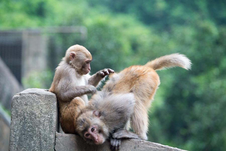 Macaques spotted having fun in Chongqing