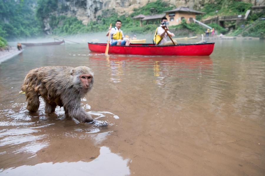 Macaques spotted having fun in Chongqing