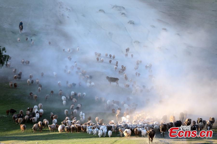 Incredible seasonal livestock migration in Xinjiang