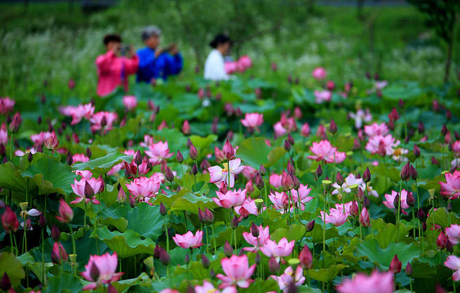 Lotus flower in full bloom in Huangshan city, Anhui province