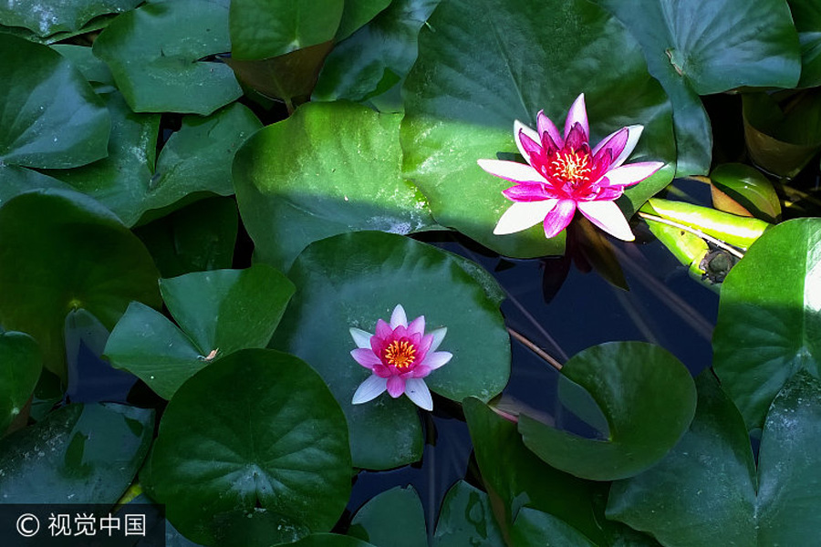 Lotus flowers in bloom in Beijing