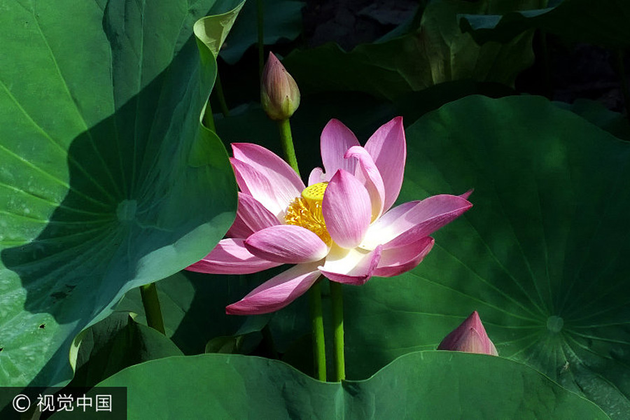 Lotus flowers in bloom in Beijing