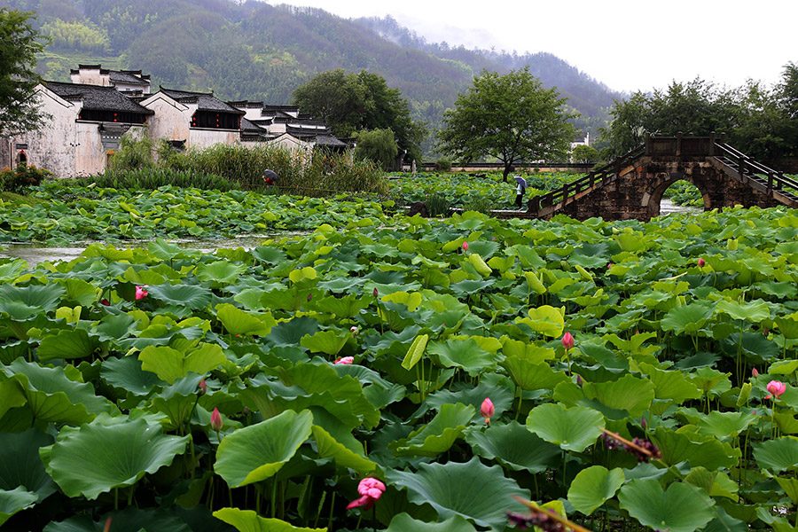 Refreshing summer scene spotted in Chengkan ancient village