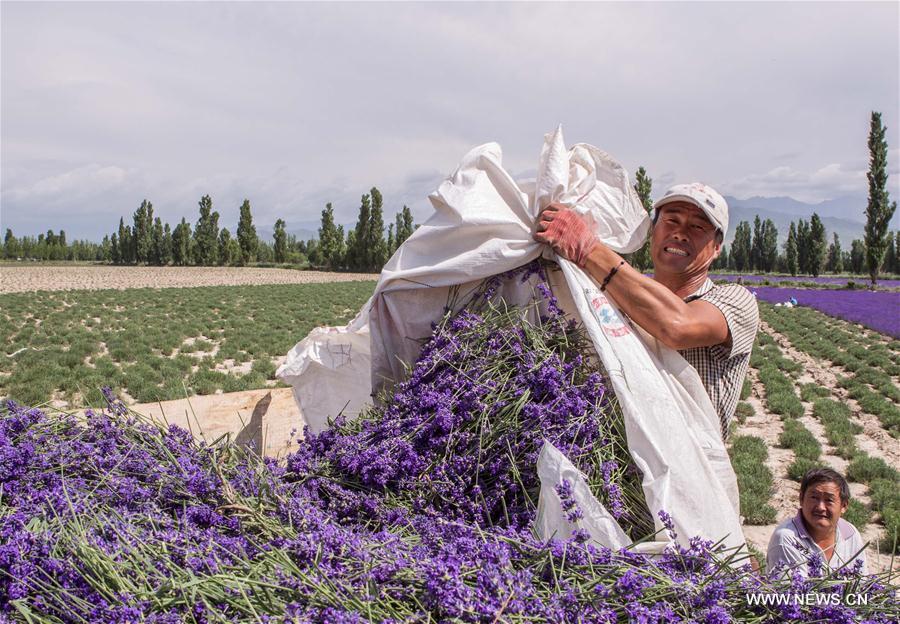 7th int'l lavender tourism festival starts in N.W. China