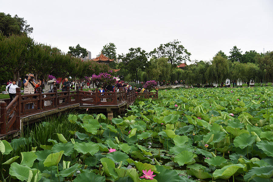 Lotus flower exhibition held in Kunming, Yunnan province