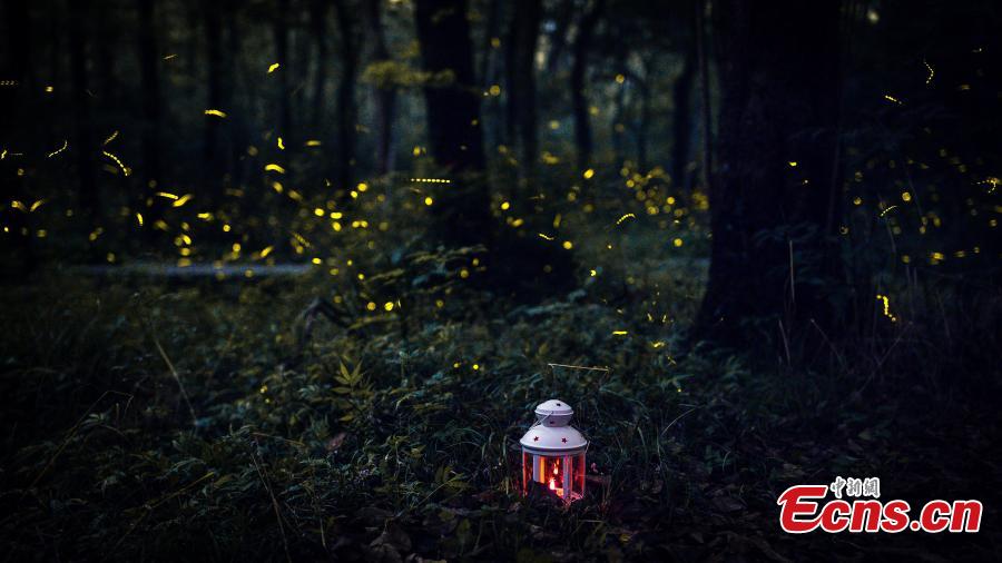 Temple attracts visitors for fireflies