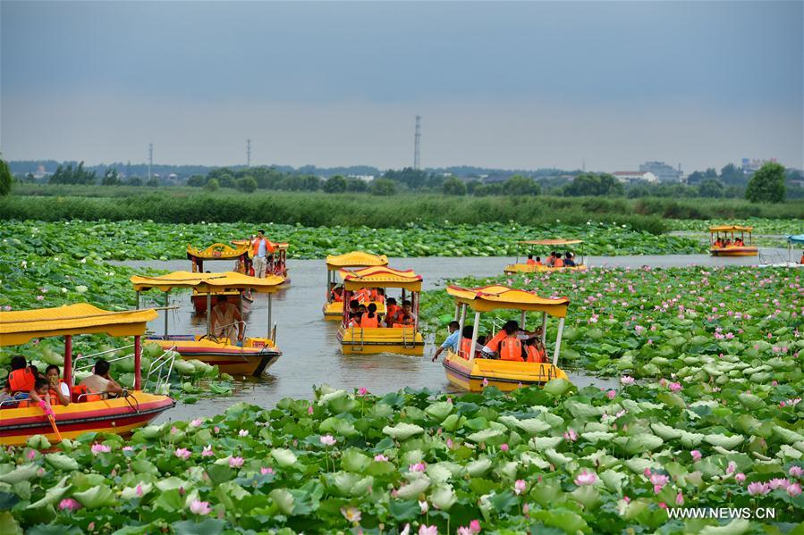 Sea of lotuses in C China's Henan