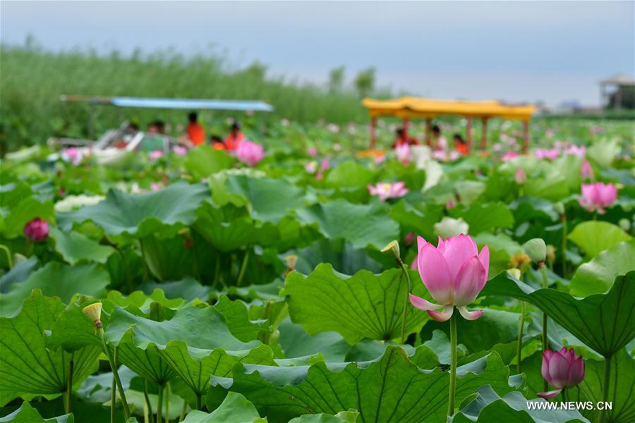 Sea of lotuses in C China's Henan