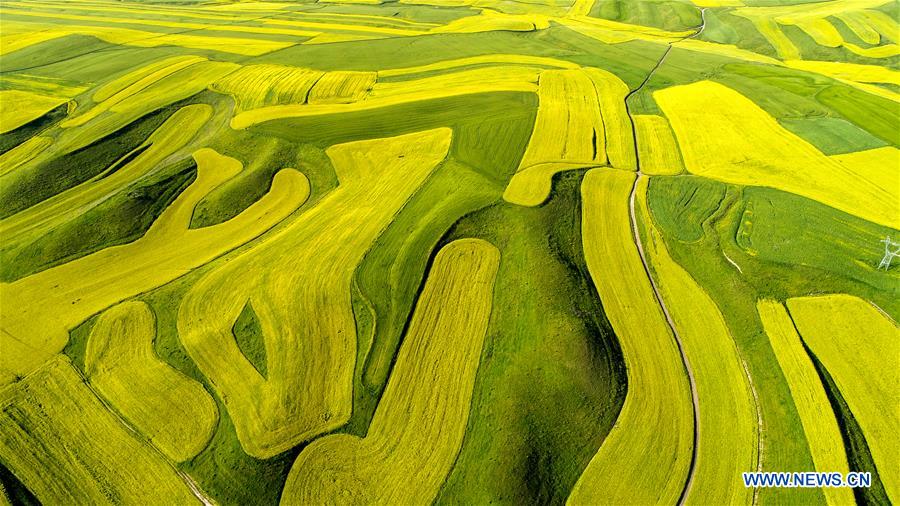 Blooming cole flowers attract tourists in Xinjiang