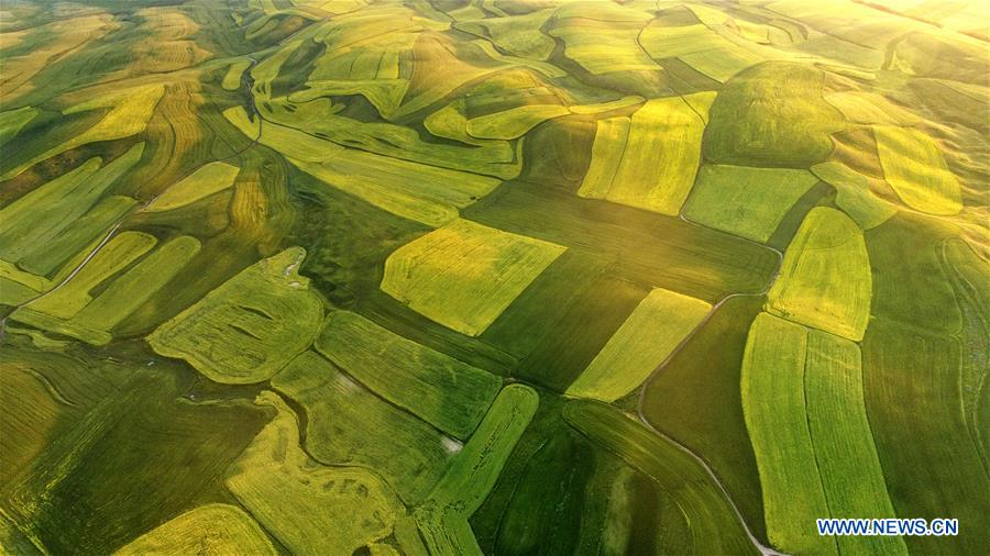 Blooming cole flowers attract tourists in Xinjiang