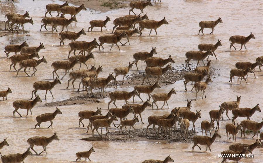 Number of Tibetan antelopes rises to over 200,000 in Tibet