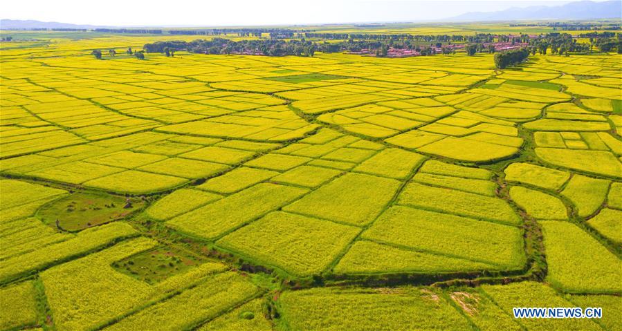 Blooming cole flowers attract tourists in NW China's Gansu