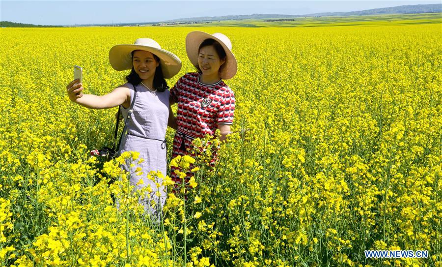 Blooming cole flowers attract tourists in NW China's Gansu