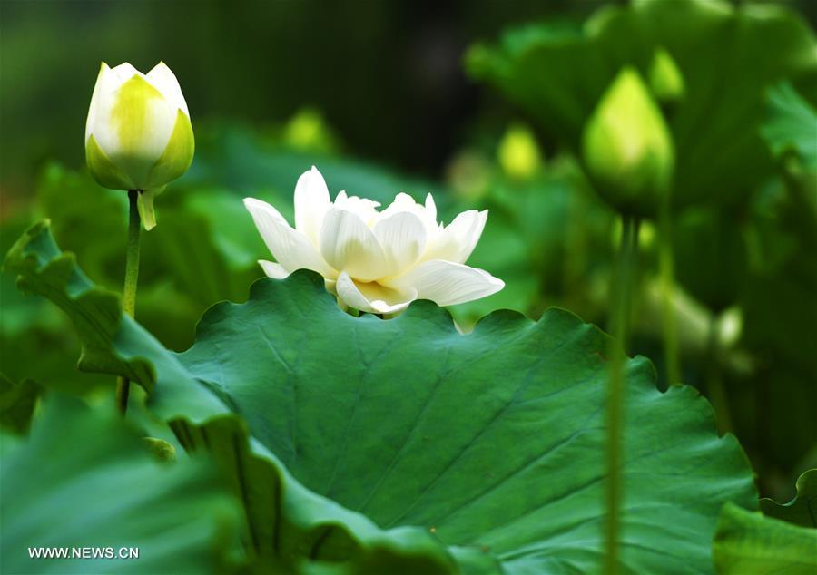 Lotus flowers enter full-blossom period in Daming Lake of Jinan