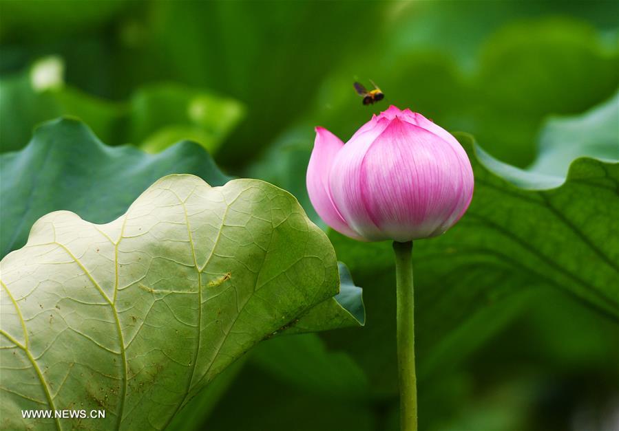 Lotus flowers enter full-blossom period in Daming Lake of Jinan