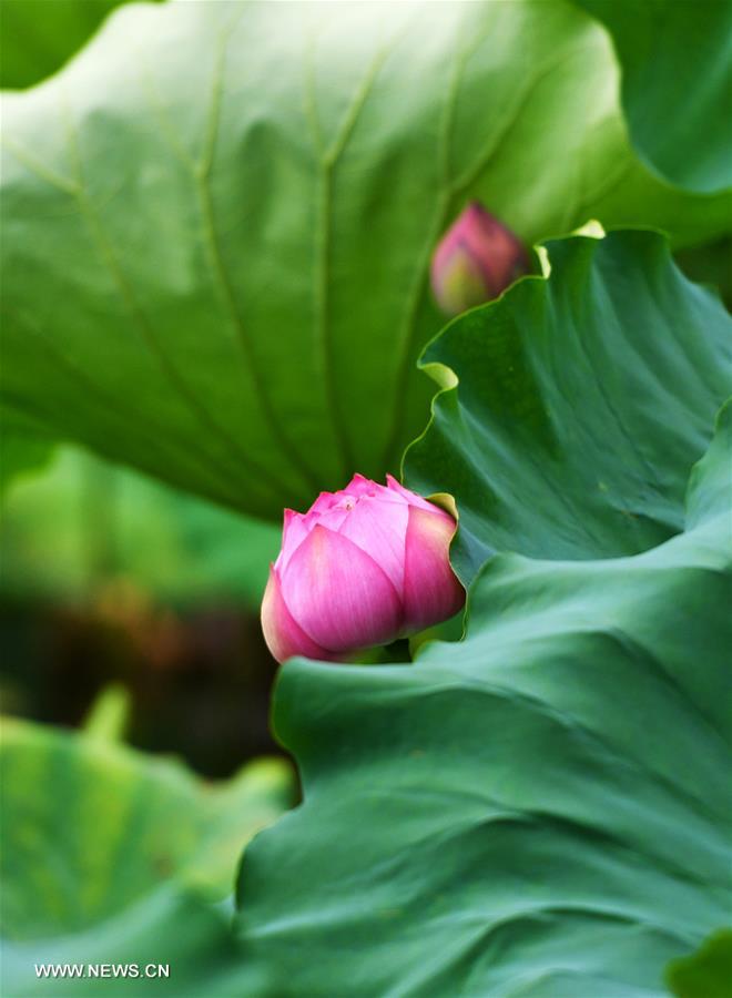 Lotus flowers enter full-blossom period in Daming Lake of Jinan