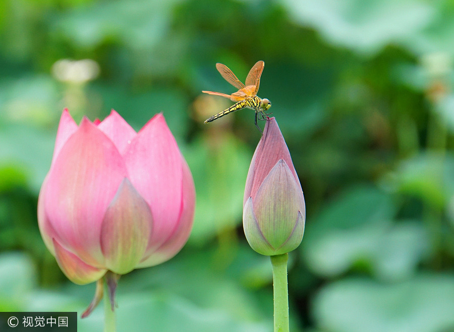 Blooming lotus graces Beijing after rain