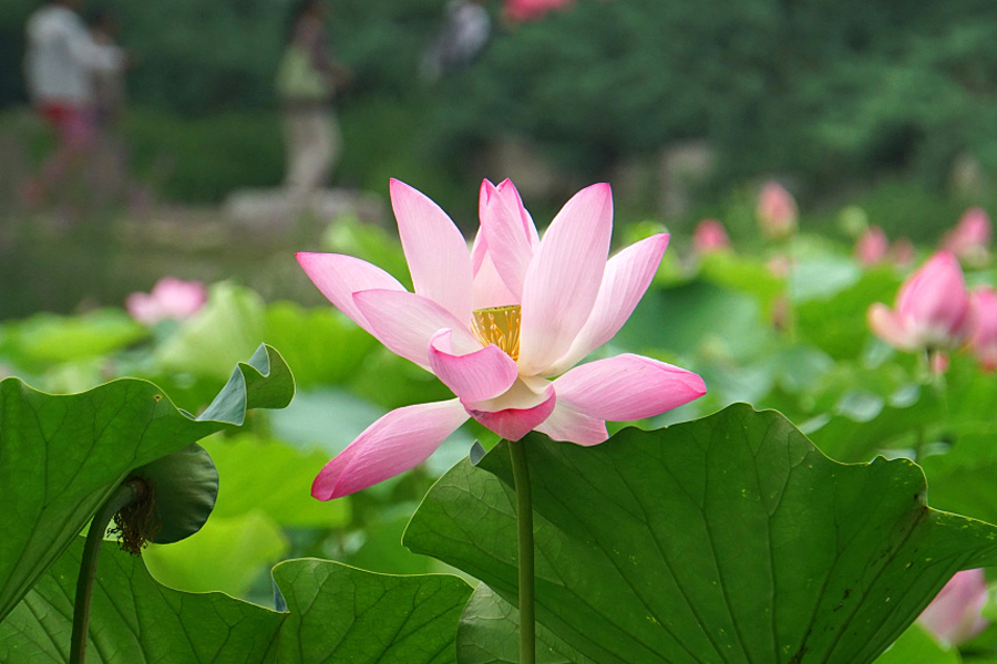 Lotus flowers in bloom in Yuanmingyuan