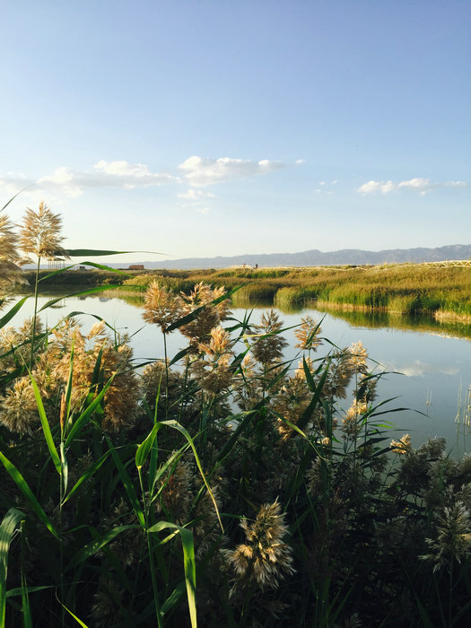 Natural beauty of Gaojiahu wetland in Xinjiang's summer