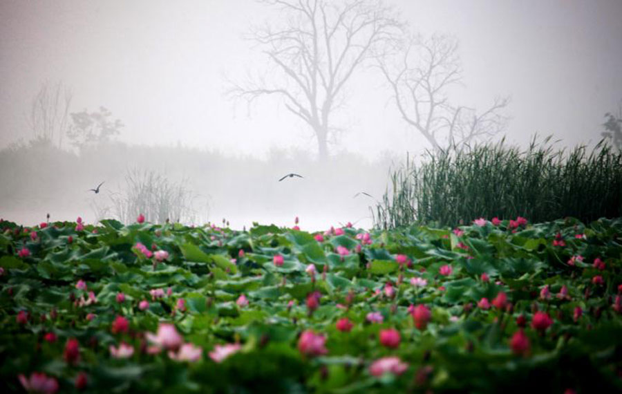 Jingyuetan, a paradise for wildlife