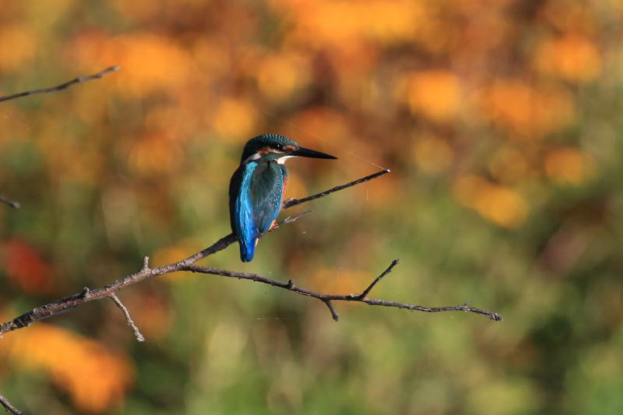 Jingyuetan, a paradise for wildlife