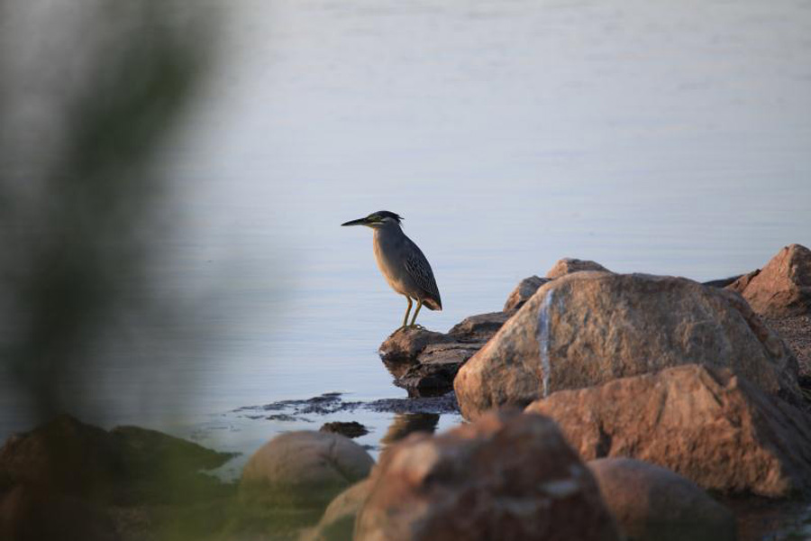 Jingyuetan, a paradise for wildlife