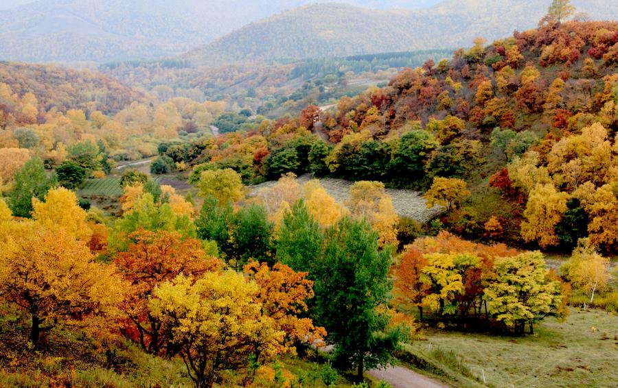 Scenery of Saihanba in N China