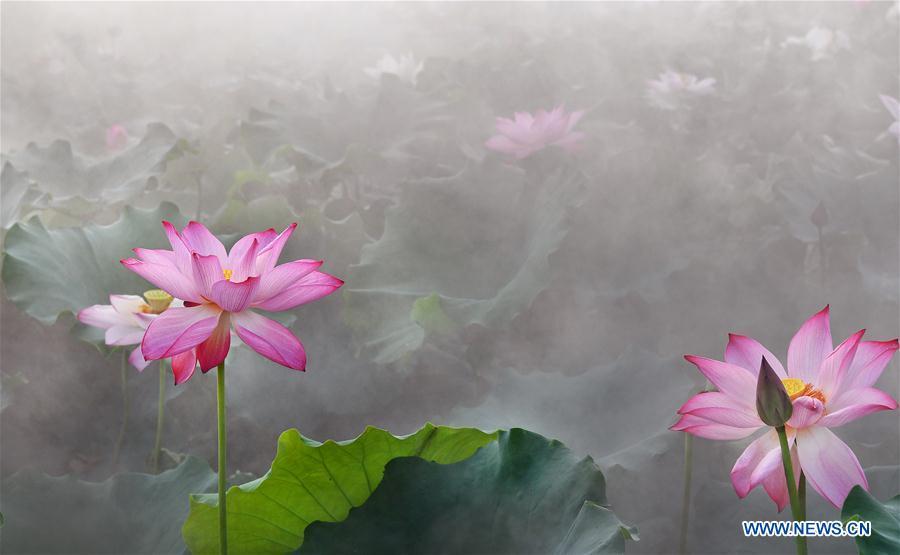 Lotus flowers amid morning mist