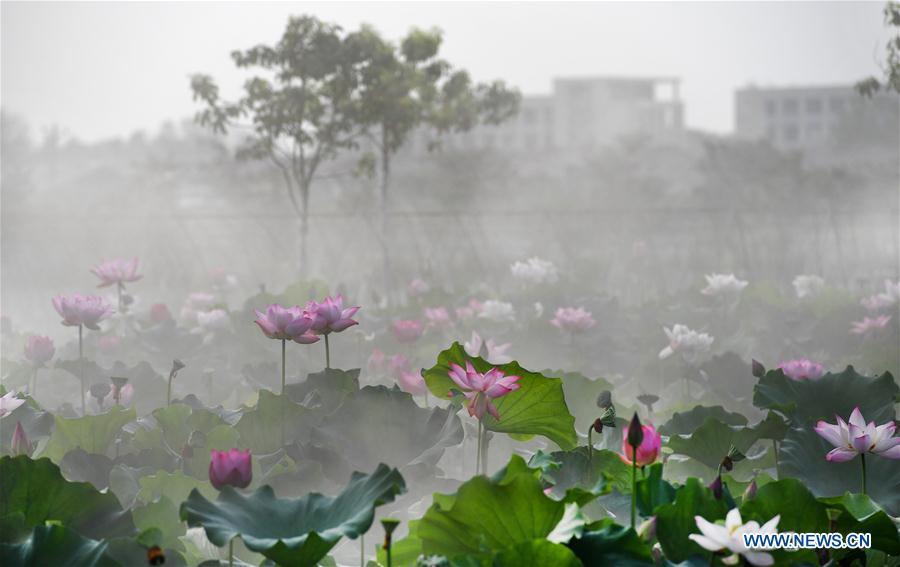 Lotus flowers amid morning mist