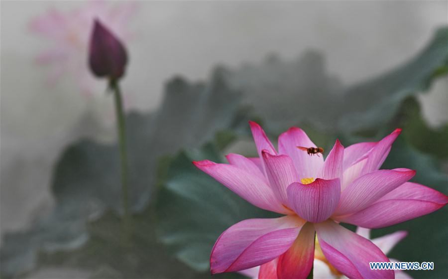 Lotus flowers amid morning mist