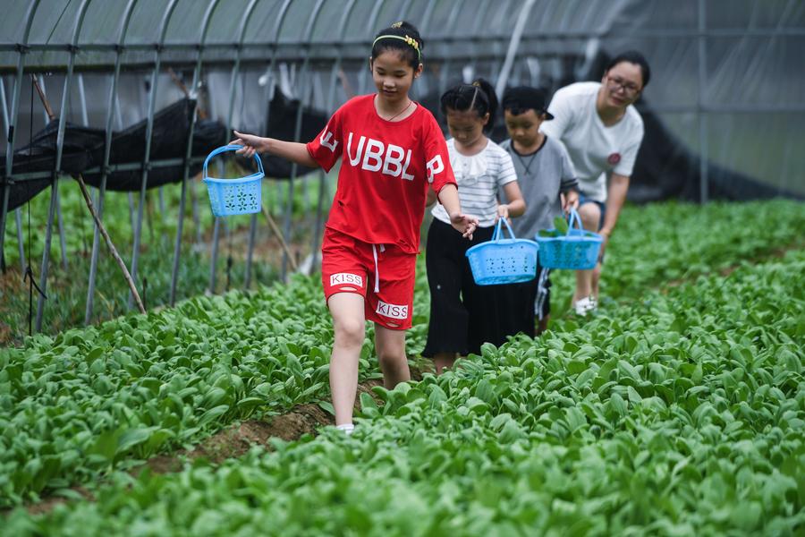 East China's town attracts tourists for vegetable harvest