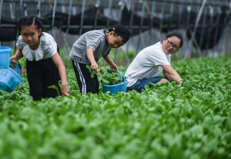 East China's town attracts tourists for vegetable harvest