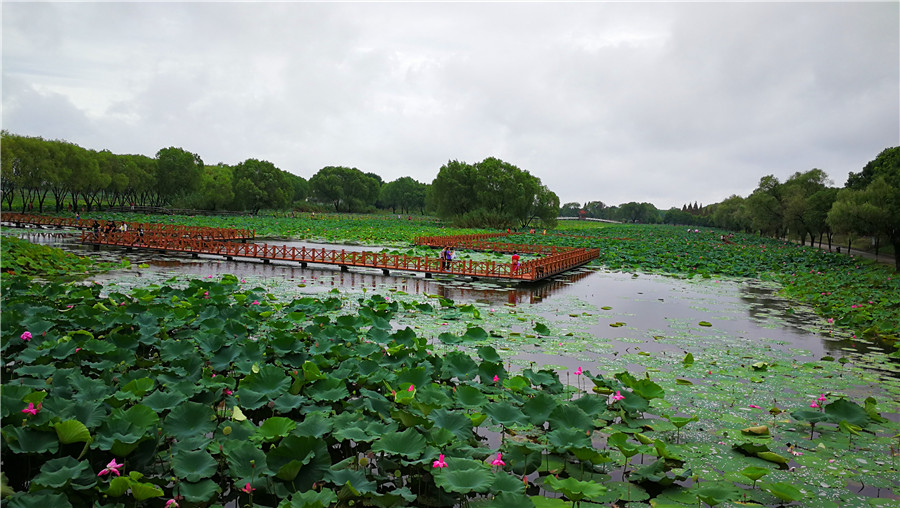 Hubei's Honghu encourages eco-agricultural tourism