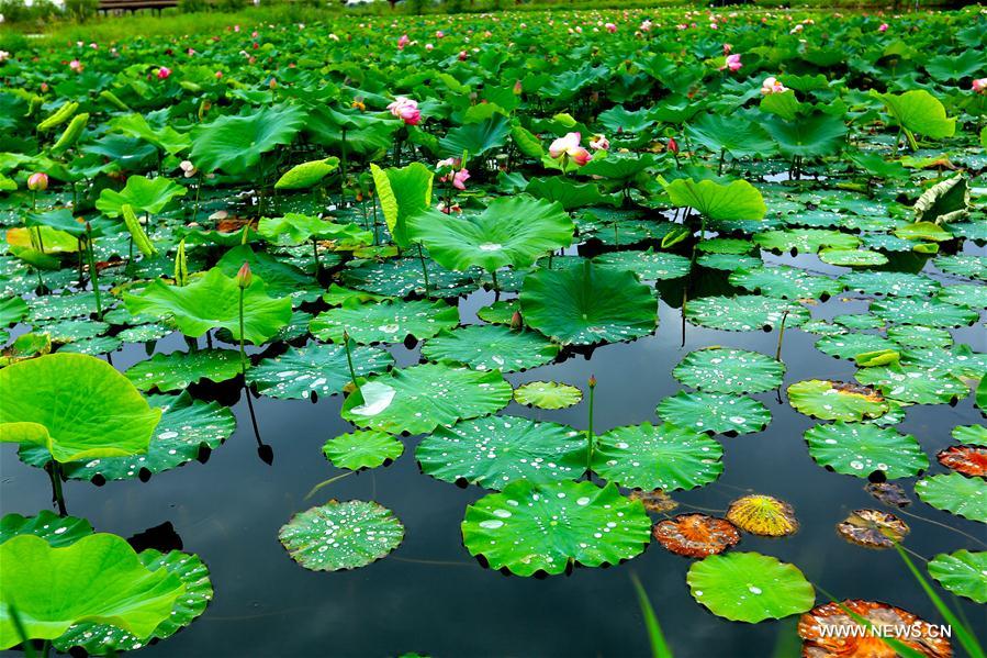 Lotus flower seen in NW China's Gansu