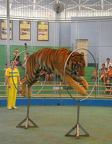 Circus with 24-year history in Guangzhou resists shutdown effort