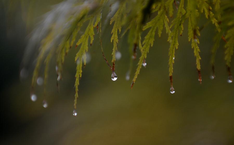 Park scenery after rain in Yangzhou, E China's Jiangsu