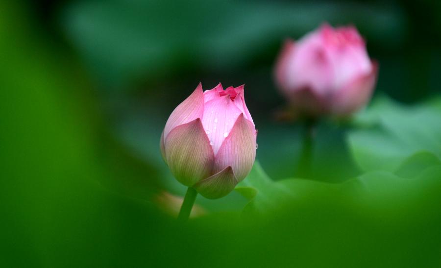 Park scenery after rain in Yangzhou, E China's Jiangsu