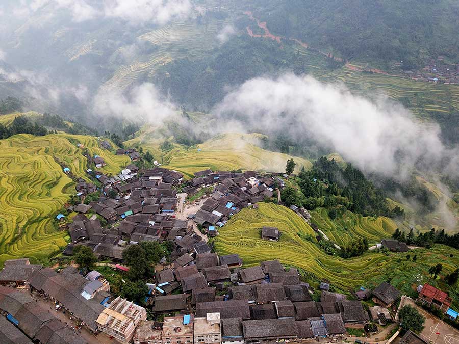 Aerial view of golden Jiabang rice terraces, Guizhou province