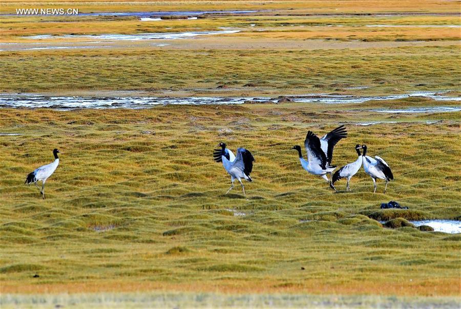 Wildlife paradise: Changtang National Nature Reserve in Tibet