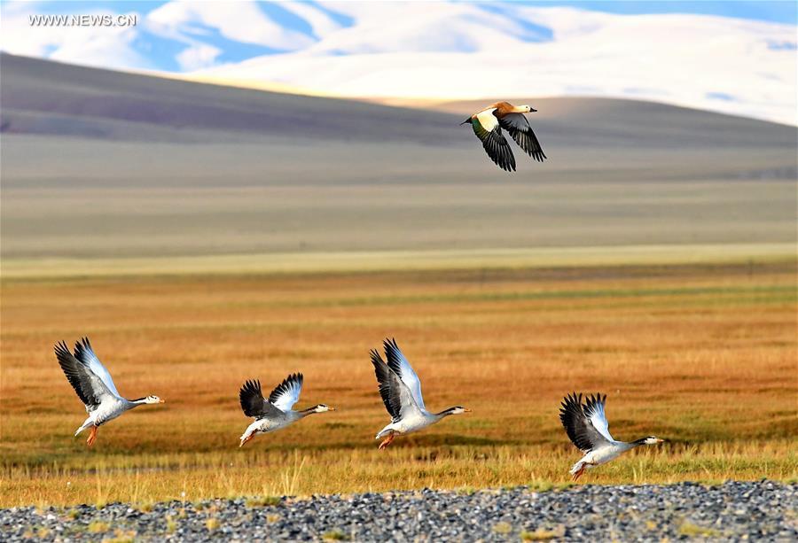 Wildlife paradise: Changtang National Nature Reserve in Tibet