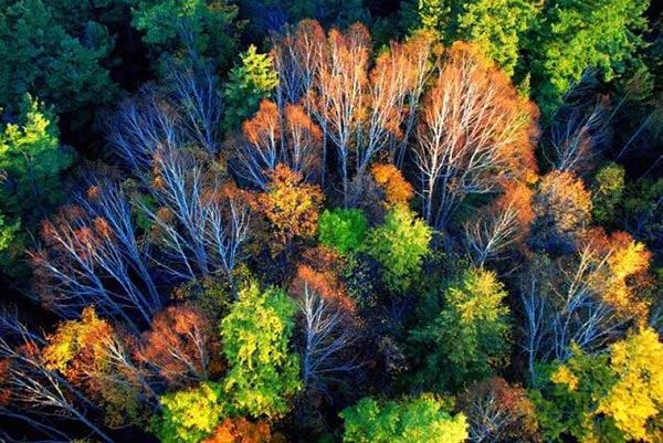 Autumns in Heilongjiang full of color