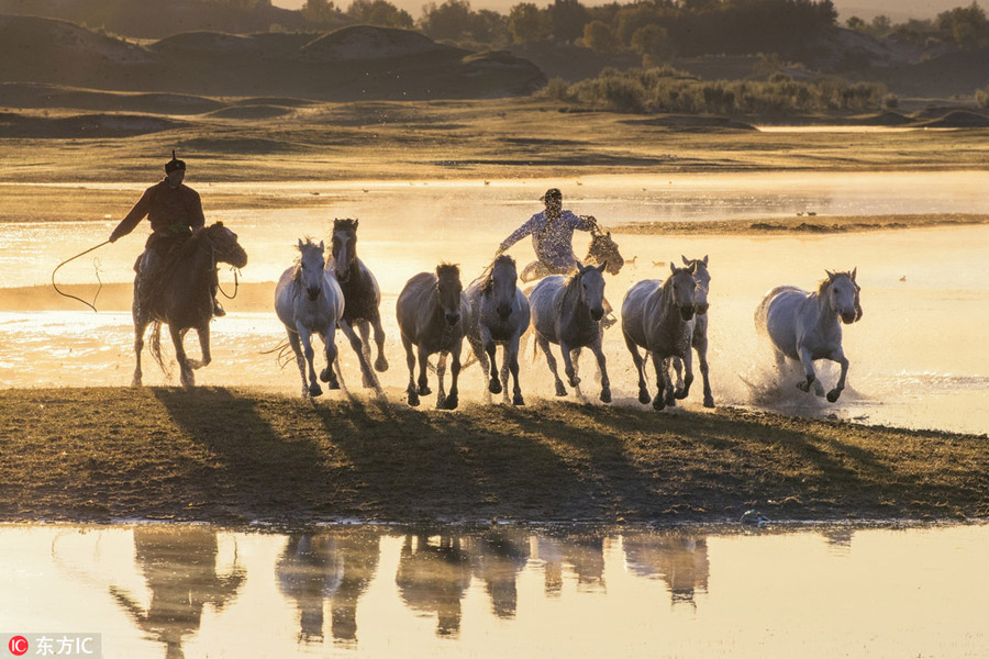 Prancing horses captured in Inner Mongolia