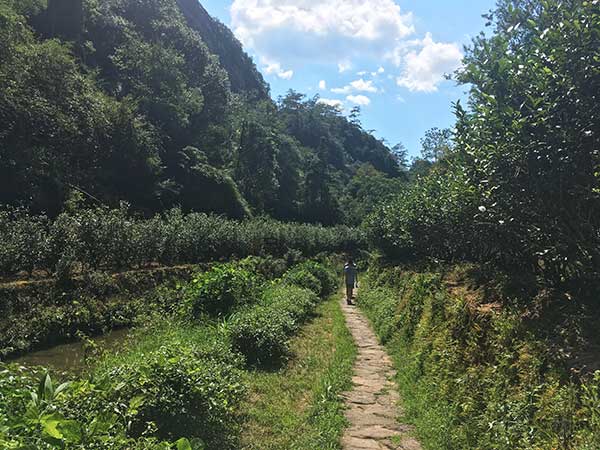 Black tea's journey from the mountains of Fujian