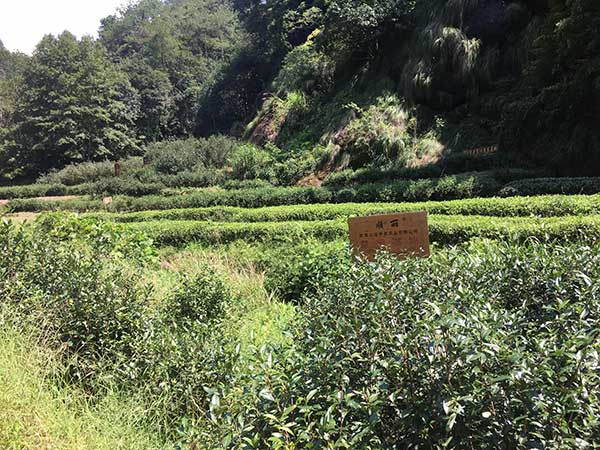 Black tea's journey from the mountains of Fujian