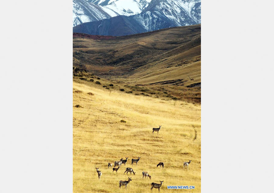 Semi-wild red deer, sika deer in NW China's Qinghai