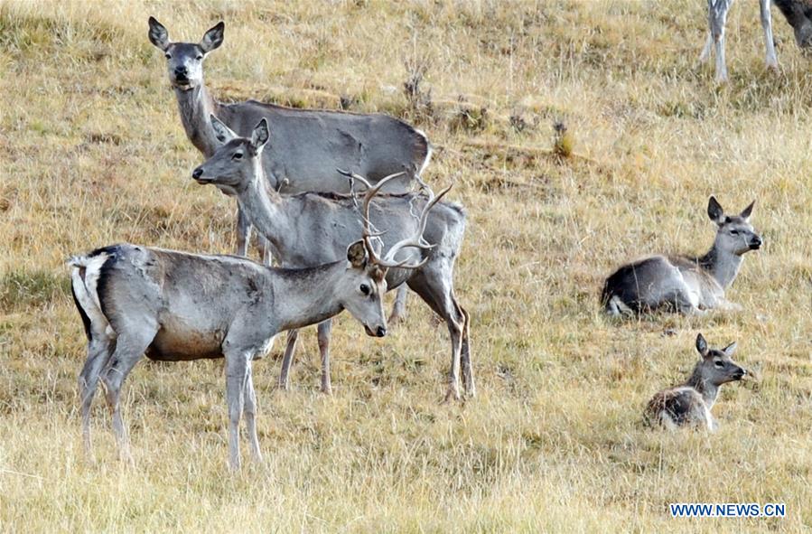 Semi-wild red deer, sika deer in NW China's Qinghai